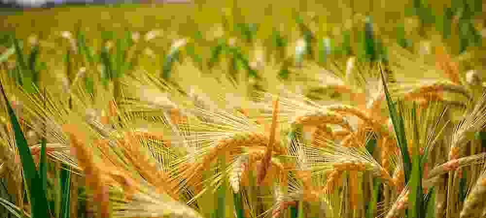 SURE India - Empowering Rural Women and Sustainable Livelihoods