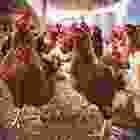 iconbg1